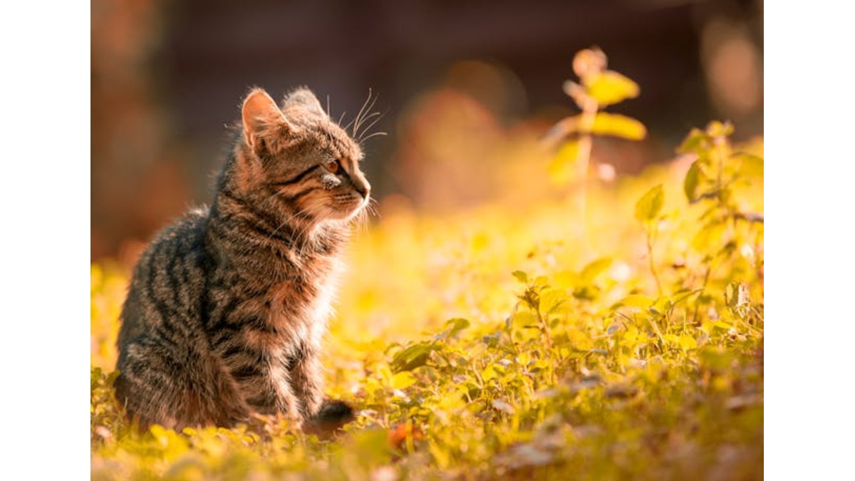 site-of-a-stereotypical-cat-rescue